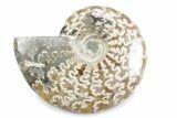 Polished Ammonite (Cleoniceras) Fossil - Madagascar #364952-1